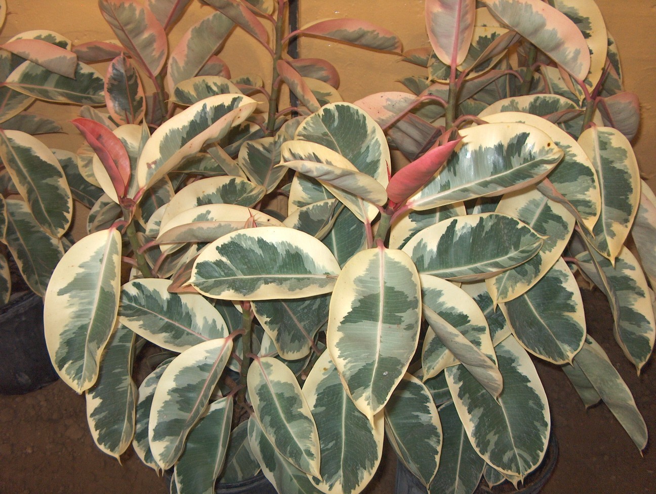 Online Plant Guide - Ficus elastica ‘Variegata’  Variegated Rubber Plant